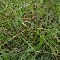 Salomonia ciliata (L.) DC.